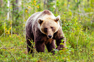 Fototapeta premium brown bear in the woods
