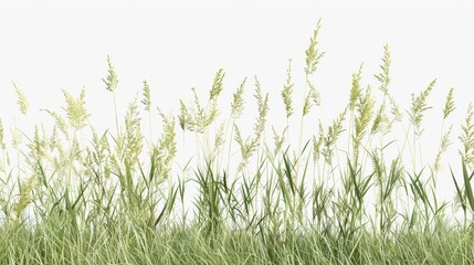 3D Nature Meadow Grass Cutout on Transparent Background