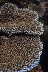 Coral acraporas of new caledonia