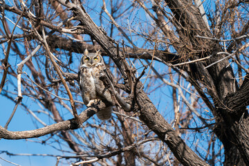 Owl with yellow eyes on a tree branch in a tree blue skies