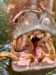a photography of a hippo with its mouth open and its mouth wide open.