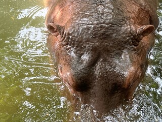 a photography of a hippo in the water with its head above the water.