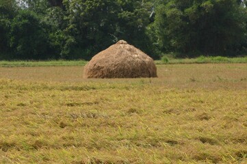 hay bales in the field