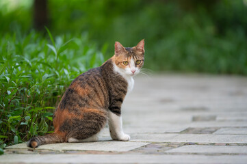 In the park, kittens sit on the ground