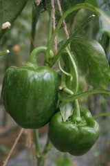 green tomato in the garden