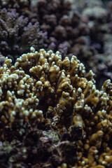 reef coral of the fire 