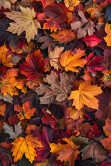 Obraz premium A thick layer of autumn leaves in various stages of color change, filling the entire frame. The leaves exhibit rich hues of red, orange, yellow, and brown.