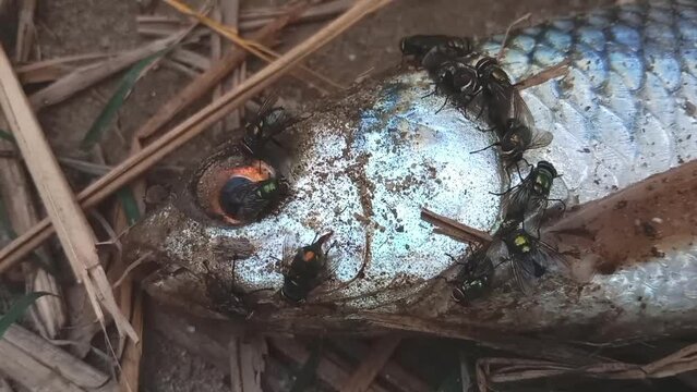 A fish gasping for air on dry land, with flies swarming around it.