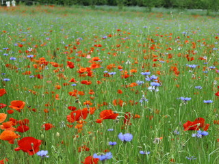  a flower garden of poppy & corn flower