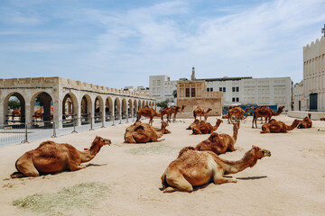 Camels in Doha in the Souq Waqif area