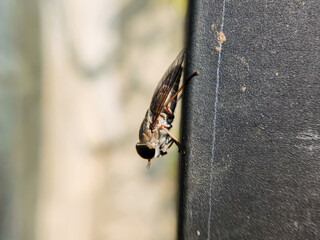 Photography of the insect Tabanus lineola or horse fly perched