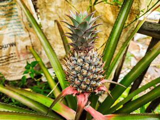 Red pineapple or ananas bracteatus, Red Pineapple is a German apple cultivar that is widely used in Denmark Sonneruplund
