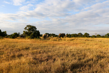 elephants in the savannah