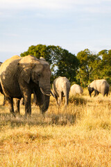 elephants in the wild