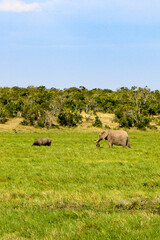 elephants in the savannah