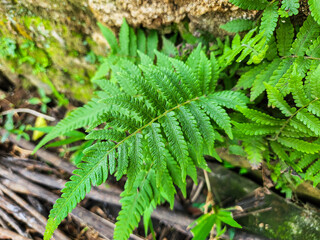 Phegopteris connectilis (long beech fern)