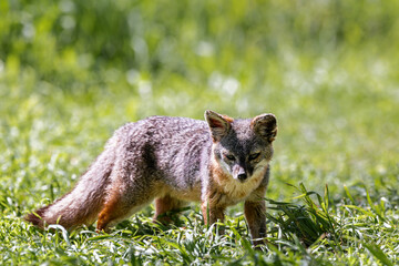 Island fox on Santa Cruz national channel island