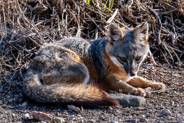 Island fox on Santa Cruz national channel island