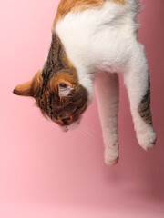 Beautiful cat on a pink background