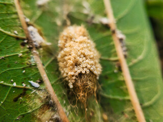 Photo of moth eggs hatching. Macro Photography