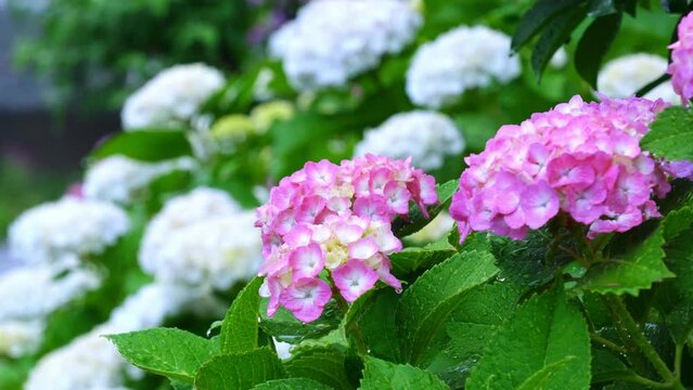 雨のアジサイと電車(背景)＜雨と電車の音入り＞