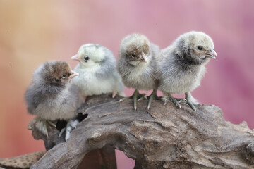 A number of newly hatched chicks are learning to find food in rotting tree trunks. This animal has...