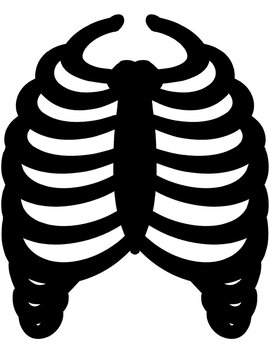 recommend clip art: シンプルな肋骨のイラスト素材