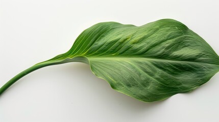 Obraz premium Calla lily leaf in green with a white backdrop