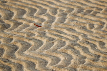 Sandy desert in Qatar, in the southern part of the country