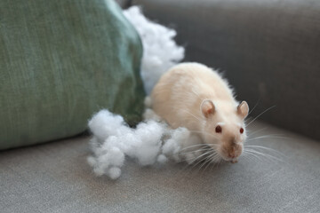 White rat with chewed pillow on sofa at home, closeup. Pest control concept