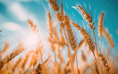  golden wheat in wheat meadow with shiny light and blue sky background 