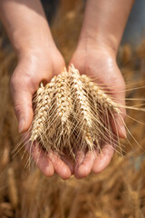 Woman's hands holding the ears of wheat in the wheat field	