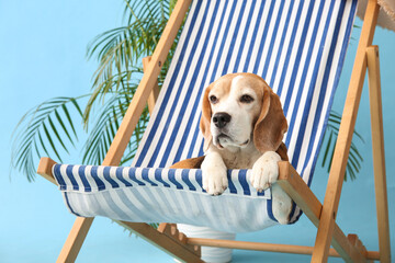 Cute dog on deck chair on blue background. Closeup