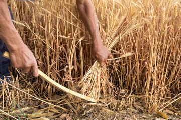 A farmer used a sickle to harvest wheat. harvesting and agriculture concept. 
