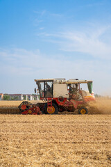 Combine harvester harvests wheat in the field. Agriculture background. Harvest season