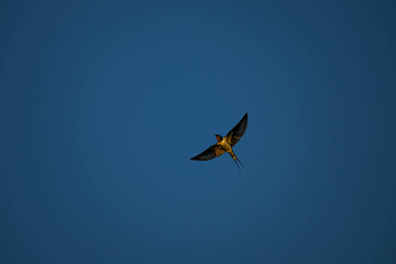 空を飛び回る燕