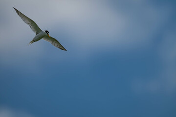 空を舞うコアジサシ