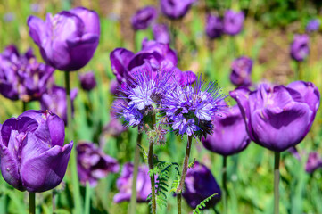 Lacy Phacelia Flowers bloom at the Holland Tulip Festival. in Holland, Michigan.