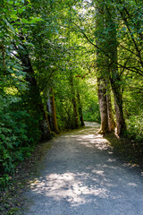 Forest like park in city with path trail for pedestrians
