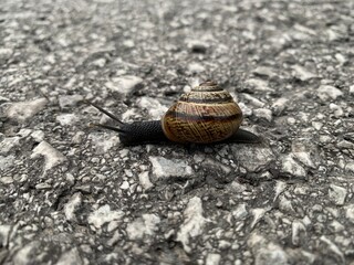 snail on a leaf