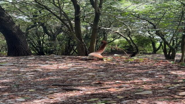 coati de nariz blanca en parque ecologico chipinque monterrey nuevo leon mexico
