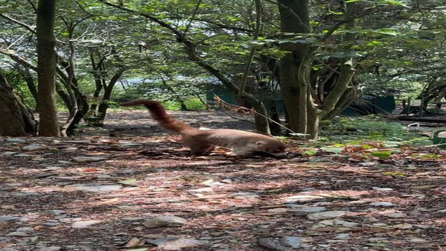coati de nariz blanca en parque ecologico chipinque monterrey nuevo leon mexico