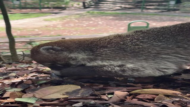 coati de nariz blanca en parque ecologico chipinque monterrey nuevo leon mexico