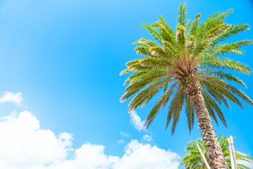 ヤシの木 沖縄の風景 南国 トロピカル 夏休み ゴールデンウィーク 長期休暇 バカンス 沖縄観光