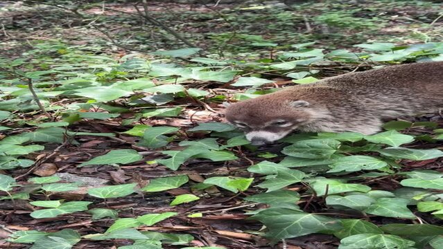 coati de nariz blanca en parque ecologico chipinque monterrey nuevo leon mexico