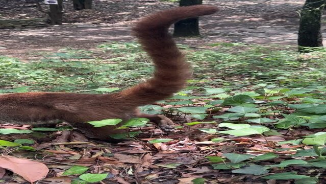 coati de nariz blanca en parque ecologico chipinque monterrey nuevo leon mexico