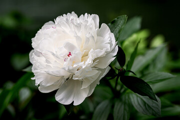 Closeup of beautiful white Peonies flower