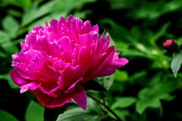 Fototapeta premium Closeup of beautiful hot pink Peony flower