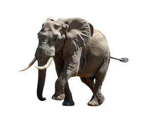 Obraz premium Sure! Here's an easy-to-understand sentence for naming the image based on the given sentences and tags: