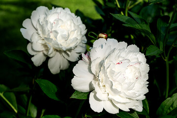 Closeup of beautiful white Peonies flower